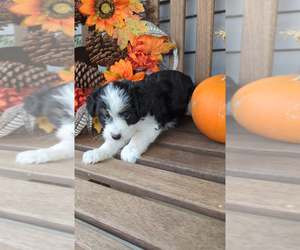 Miniature Australian Shepherd-Poodle (Toy) Mix Puppy for sale in LEBANON, MO, USA