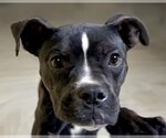 Small Photo #1 Boston Terrier-Unknown Mix Puppy For Sale in Tulsa, OK, USA