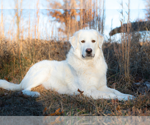 Mother of the Great Pyrenees puppies born on 06/22/2025