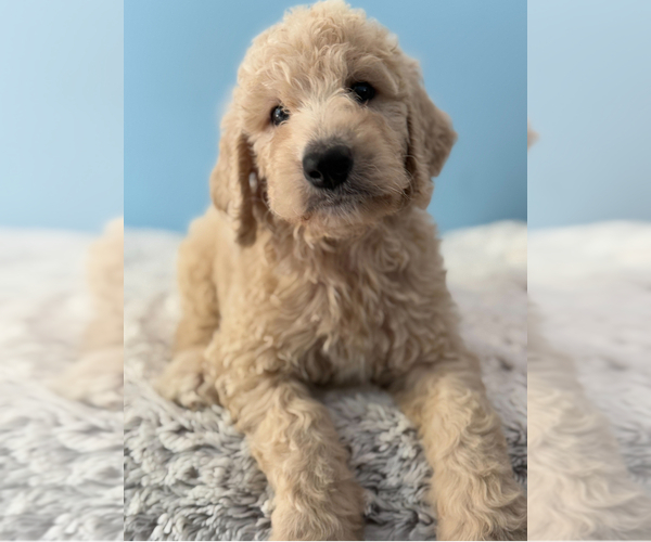 Medium Photo #1 Goldendoodle Puppy For Sale in HONOLULU, HI, USA