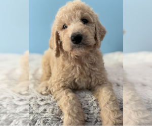 Goldendoodle Puppy for sale in HONOLULU, HI, USA