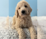 Image preview for Ad Listing. Nickname: Litter of 5