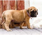 Small Photo #67 Mastiff Puppy For Sale in WAKARUSA, IN, USA