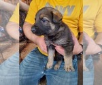 Small Photo #3 German Shepherd Dog Puppy For Sale in DAVISON, MI, USA
