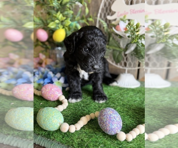 Medium Photo #9 Saint Berdoodle Puppy For Sale in PAW PAW, MI, USA