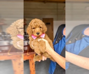 Poodle (Standard) Puppy for sale in WAGENER, SC, USA