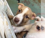 Small #2 American Staffordshire Terrier Mix
