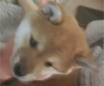 Small Photo #10 Shiba Inu Puppy For Sale in WELLINGTON, FL, USA