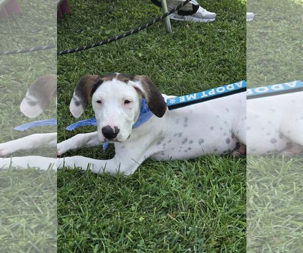 Medium Photo #5 Mutt Puppy For Sale in Woodbury, NY, USA