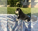 Small Photo #4 Alaskan Husky-Siberian Husky Mix Puppy For Sale in RIVERSIDE, CA, USA