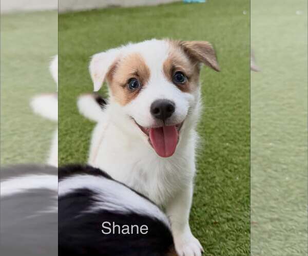 Medium Photo #1 Australian Shepherd-Jack Russell Terrier Mix Puppy For Sale in Cave Creek, AZ, USA