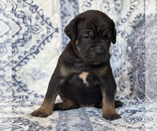 Medium Photo #4 Cane Corso Puppy For Sale in NEWTON, NJ, USA