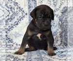 Small #3 Cane Corso