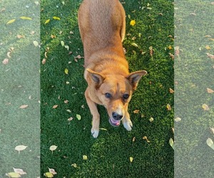 Miss Roxy - Female Mutt Dog for Adoption - Photo #6