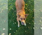 Small Photo #6 Mutt Puppy For Sale in Sandy, UT, USA