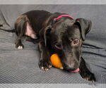 Small #6 American Staffordshire Terrier-Labrador Retriever Mix