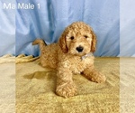 Small Photo #9 Goldendoodle Puppy For Sale in OCALA, FL, USA