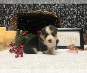 Pembroke Welsh Corgi Puppy for sale in ARTHUR, IL, USA