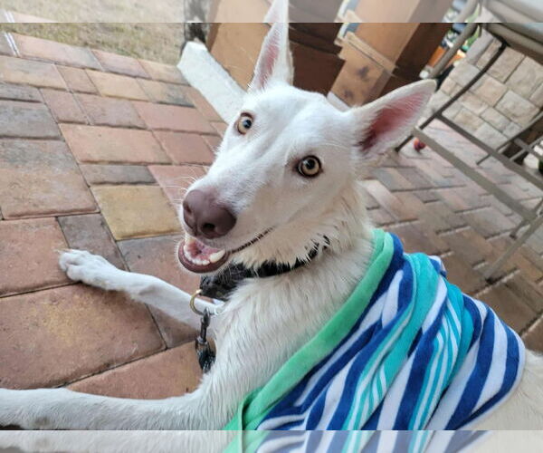 Medium Photo #13 German Shepherd Dog-Siberian Husky Mix Puppy For Sale in Valrico, FL, USA