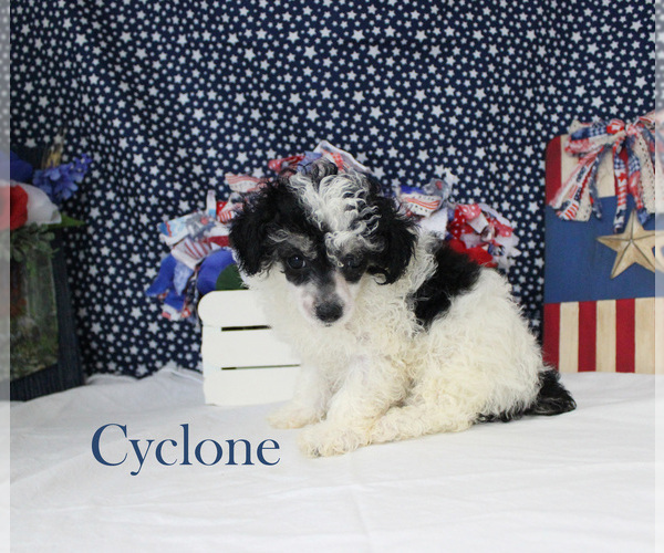 Medium Photo #13 Poodle (Toy) Puppy For Sale in CHANUTE, KS, USA
