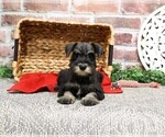 Small Photo #7 Schnauzer (Miniature) Puppy For Sale in SYRACUSE, IN, USA