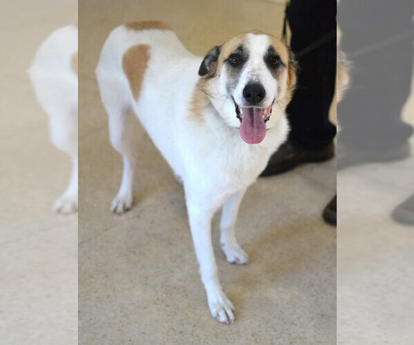 Medium Photo #1 Mutt Puppy For Sale in Enfield, CT, USA