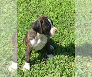 Boxer Puppy for sale in MORRISON, OK, USA