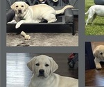 Small Photo #1 Labrador Retriever Puppy For Sale in BLANCHESTER, OH, USA