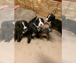 Small Photo #11 Boxer Puppy For Sale in BAKERSFIELD, CA, USA