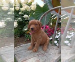 Small Photo #41 Golden Retriever Puppy For Sale in GREENWOOD, WI, USA