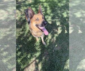 JASPER - Male German Shepherd Dog-Unknown Mix Dog for Adoption - Photo #2