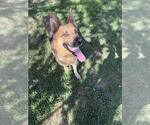 Small Photo #2 German Shepherd Dog-Unknown Mix Puppy For Sale in Riverside, CA, USA