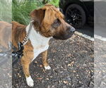 Small #1 American Staffordshire Terrier-Mastiff Mix