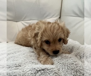 Cavapoo-Maltipoo Mix Puppy for sale in HARROGATE, TN, USA