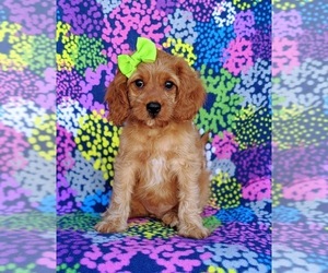 Cavapoo Puppy for sale in NOTTINGHAM, PA, USA