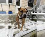 Small #3 Boxer Mix