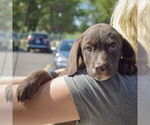 Small #4 Sheprador