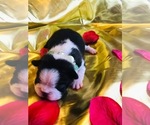 Small Photo #3 Boston Terrier Puppy For Sale in CORPUS CHRISTI, TX, USA