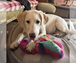 Small #9 Great Pyrenees Mix