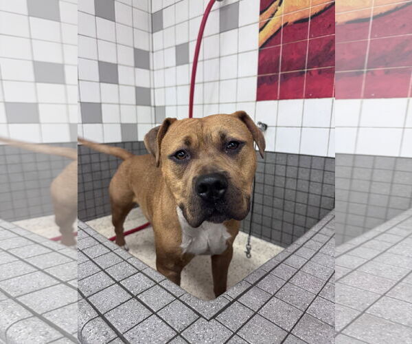 Medium Photo #5 American Pit Bull Terrier-Unknown Mix Puppy For Sale in Berkeley, CA, USA