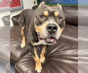 American Bulldog-Unknown Mix Dogs for adoption in Anchorage, AK, USA