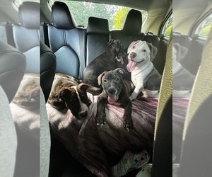 American Pit Bull Terrier Litter for sale in BURTONSVILLE, MD, USA