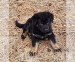 Small Photo #4 German Shepherd Dog Puppy For Sale in LIVERMORE, CO, USA