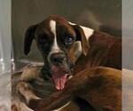 Small Boxer Mix