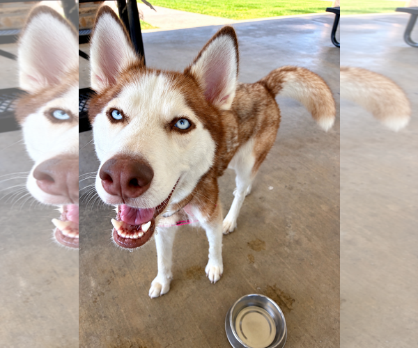 Medium Photo #3 Siberian Husky Puppy For Sale in Euless, TX, USA