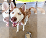 Small #2 Siberian Husky