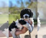 Puppy Zeus Poodle (Miniature)-Springerdoodle Mix