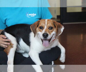 Beagle-Unknown Mix Dogs for adoption in Chestertown, MD, USA