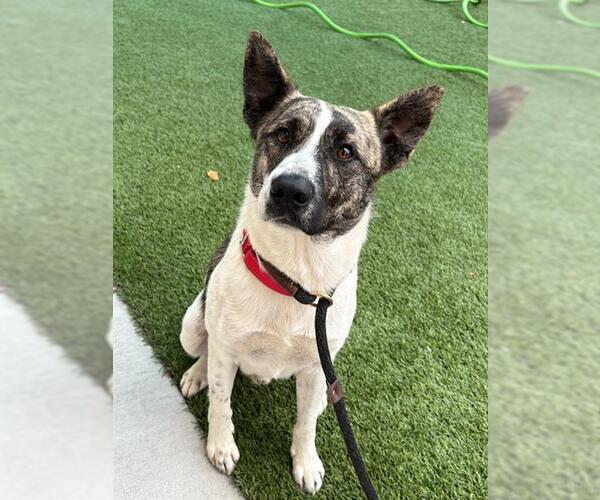 Medium Photo #2 Mutt Puppy For Sale in Baytown, TX, USA