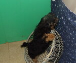 Small Photo #7 Shorkie Tzu Puppy For Sale in PATERSON, NJ, USA